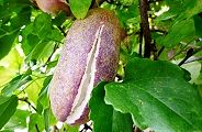 101022-akebi.jpg(9786 byte)