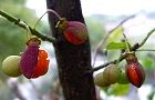 101022-nisikigi.jpg(4644 byte)