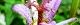 101023-yamahototo-s.jpg(1525 byte)