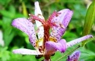 101023-yamahototo.jpg(7292 byte)