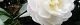 101026-tubaki-s.jpg(1461 byte)