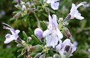 101026-rozumari.jpg(9119 byte)