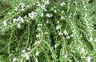101026-rozumari2.jpg(7986 byte)