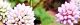 101029-himeturu-s.jpg(1683 byte)