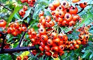 101103-pirakan.jpg(13476 byte)