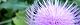101104-azami-s.jpg(1540 byte)