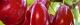 101104-sansyu-s.jpg(1512 byte)
