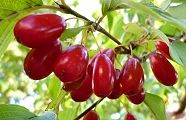 101104-sansyu.jpg(9115 byte)