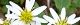 101116-siroyomena-s.jpg(1741 byte)