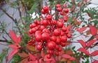 101118-nanten.jpg(6121 byte)