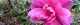 101118-sazanka-s.jpg(1605 byte)