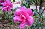 101118-sazanka.jpg(10180 byte)