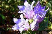 101119-rindo.jpg(8858 byte)