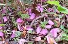 花弁がバラバラに散る。'10.11.19.