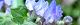 101119-yamahakka-s.jpg(1568 byte)