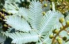 100308-mimoza2.jpg(6500 byte)