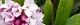 100315-jintyoge-s.jpg(1564 byte)
