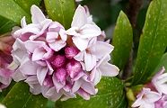 100315-jintyoge.jpg(8661 byte)