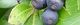 101123-inutuge-s.jpg(1397 byte)
