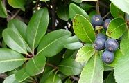 101123-inutuge.jpg(8363 byte)
