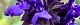 101125-rabenda-s.jpg(1647 byte)