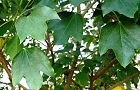 101128-kakure.jpg(6706 byte)