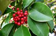 101128-kurogane.jpg(8076 byte)
