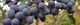 101128-tounezumi-s.jpg(1579 byte)