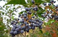 101128-tounezumi.jpg(10675 byte)