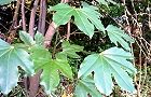 101129-kakura.jpg(7814 byte)