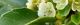 101201-mametuge-s.jpg(1456 byte)