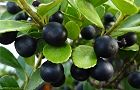 101201-mametuge3.jpg(5635 byte)