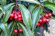 101203-manryo.jpg(10658 byte)