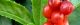 101203-senryo-s.jpg(1424 byte)