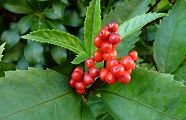 101203-senryo.jpg(7511 byte)