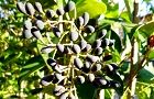 101204-nezumimoti.jpg(8187 byte)