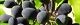 101205-nezumimoti-s.jpg(1734 byte)