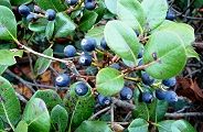 101209-marubasyarin2.jpg(10915 byte)