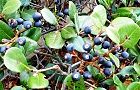 101209-marubasyarin3.jpg(8083 byte)